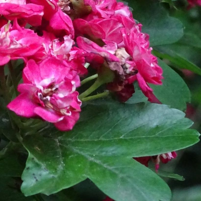 Crataegus laevigata Rosea Flore Pleno (Fogliame)