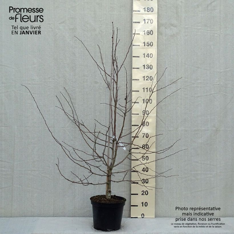 Crataegus laevigata Rosea Flore Pleno - Aubépine Pot de 7,5L/10L esemplare consegnato in inverno