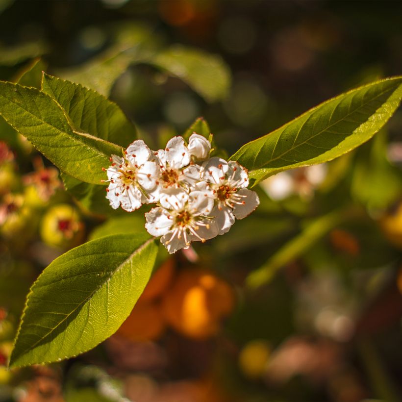 Crataegus mexicana - Biancospino messicano (Fioritura)