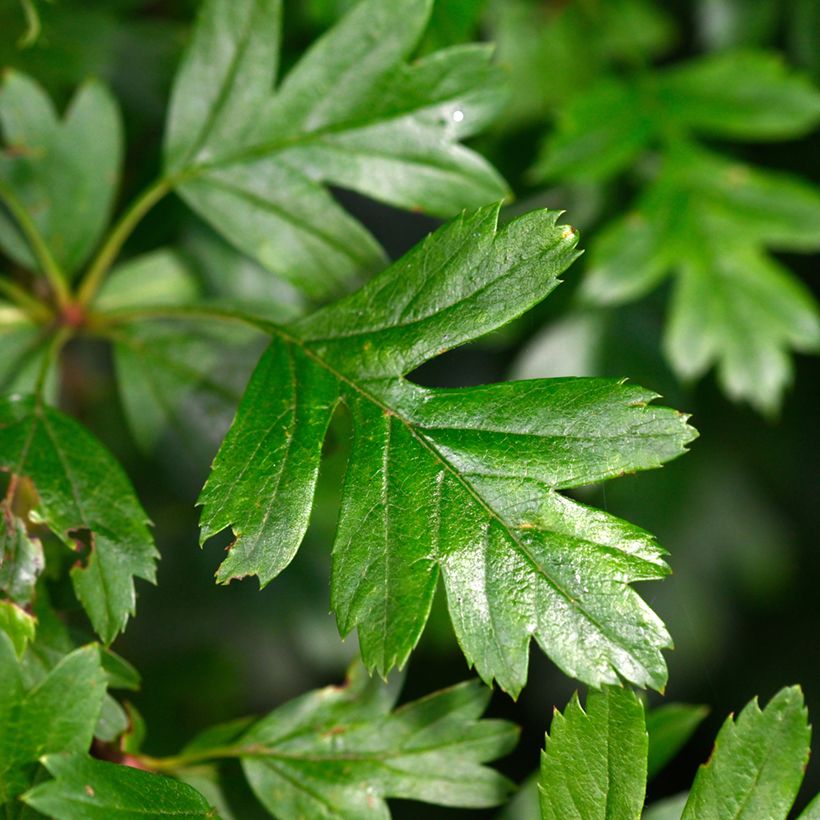 Crataegus monogyna Compacta (Fogliame)