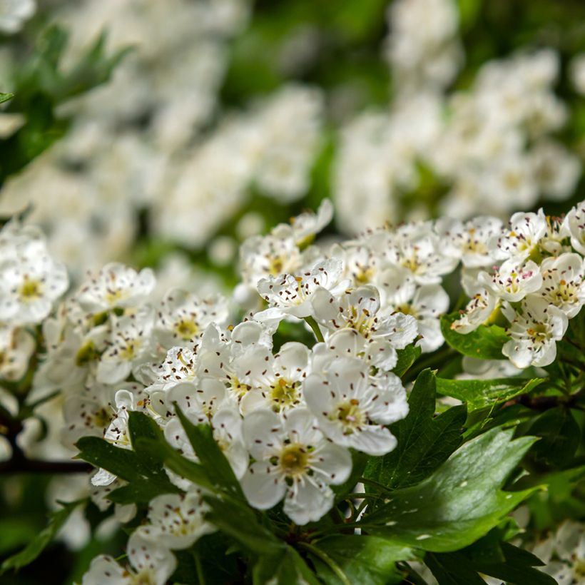 Crataegus monogyna Compacta (Fioritura)