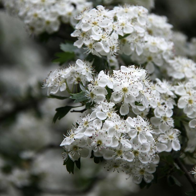 Crataegus monogyna Stricta (Fioritura)