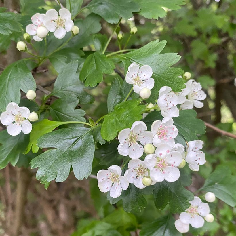 Crataegus nigra (Fioritura)