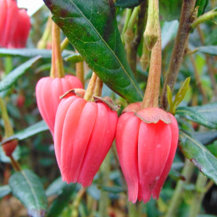 Crinodendron hookerianum (Fioritura)