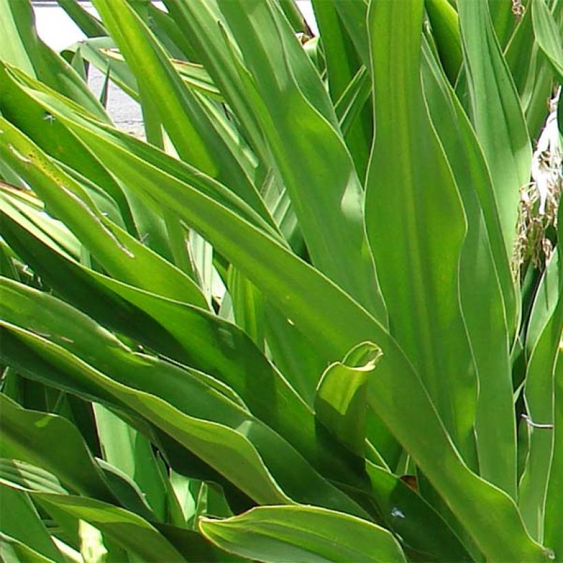 Crinum asiaticum (Fogliame)