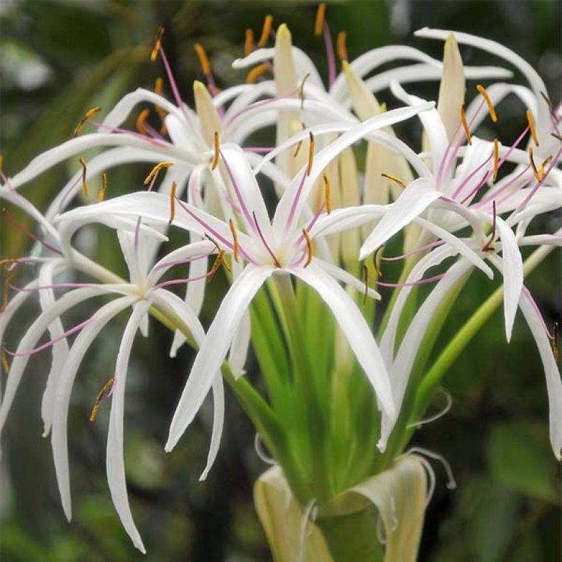 Crinum asiaticum (Fioritura)