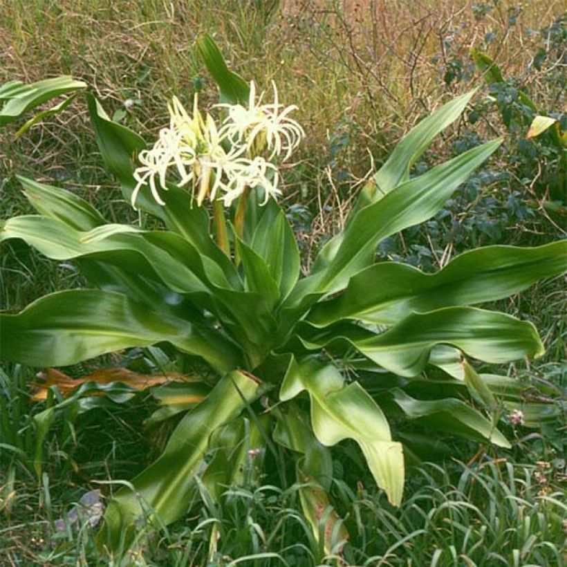 Crinum asiaticum (Porto)