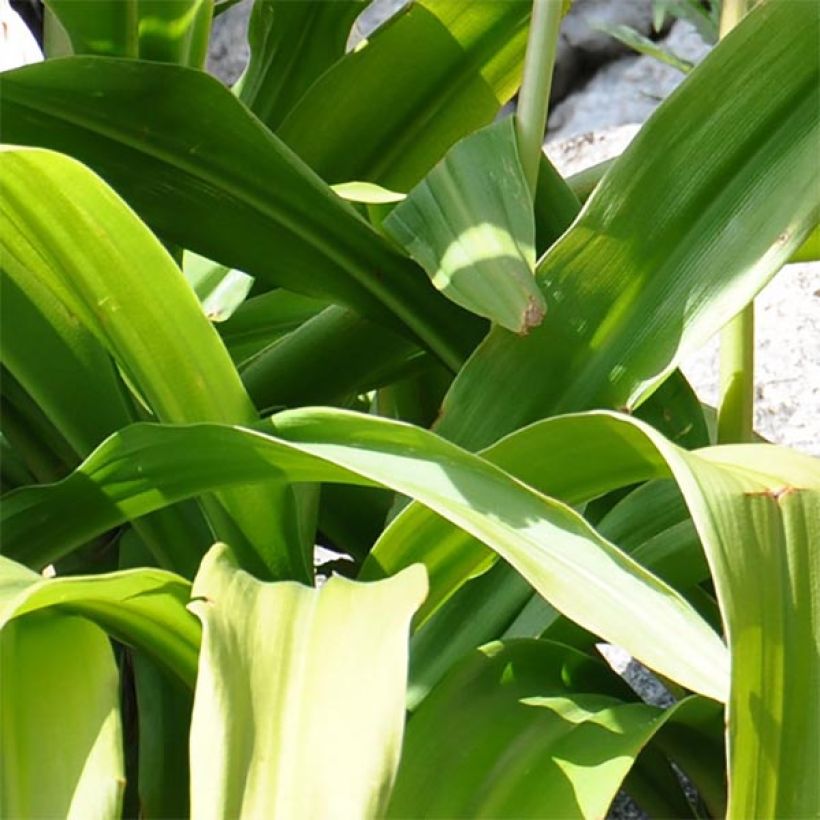 Crinum moorei (Fogliame)