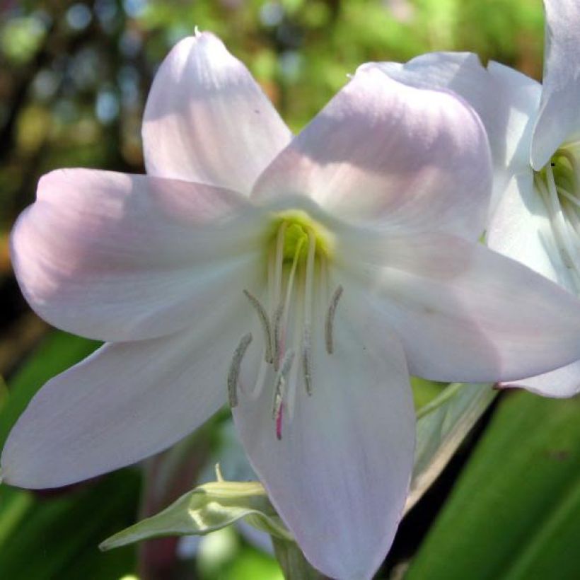 Crinum moorei (Fioritura)