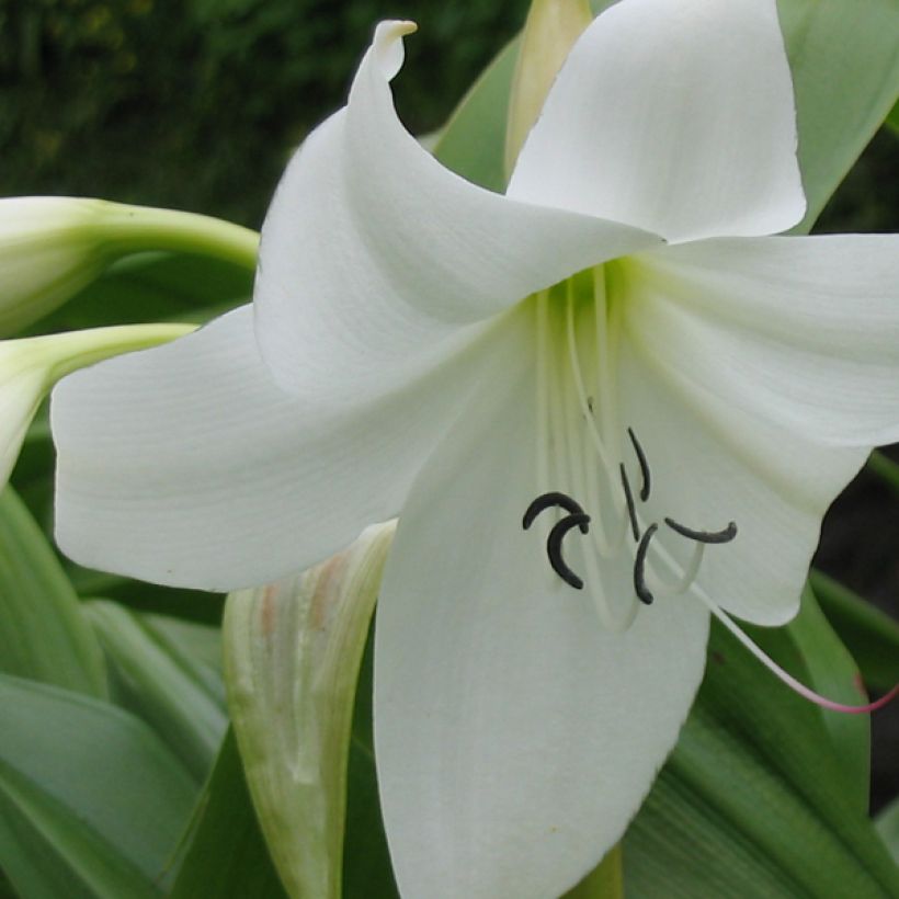 Crinum moorei Album (Fioritura)