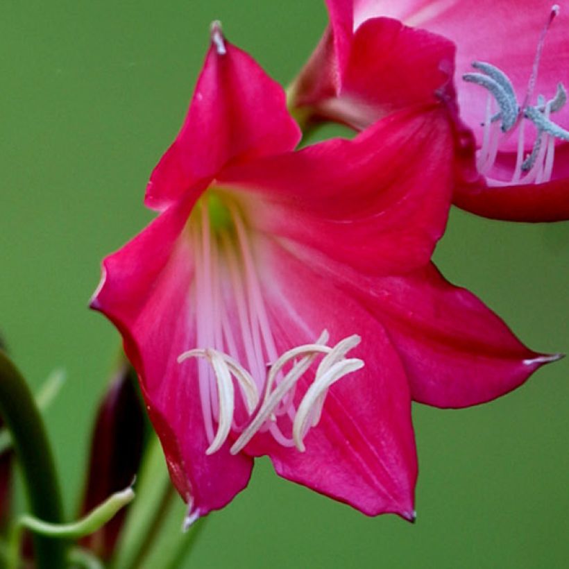 Crinum Ellen Bosanquet (Fioritura)