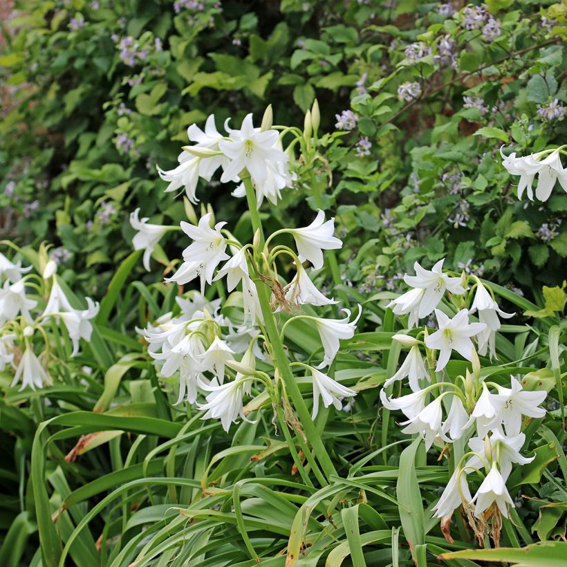 Crinum powellii Album (Porto)