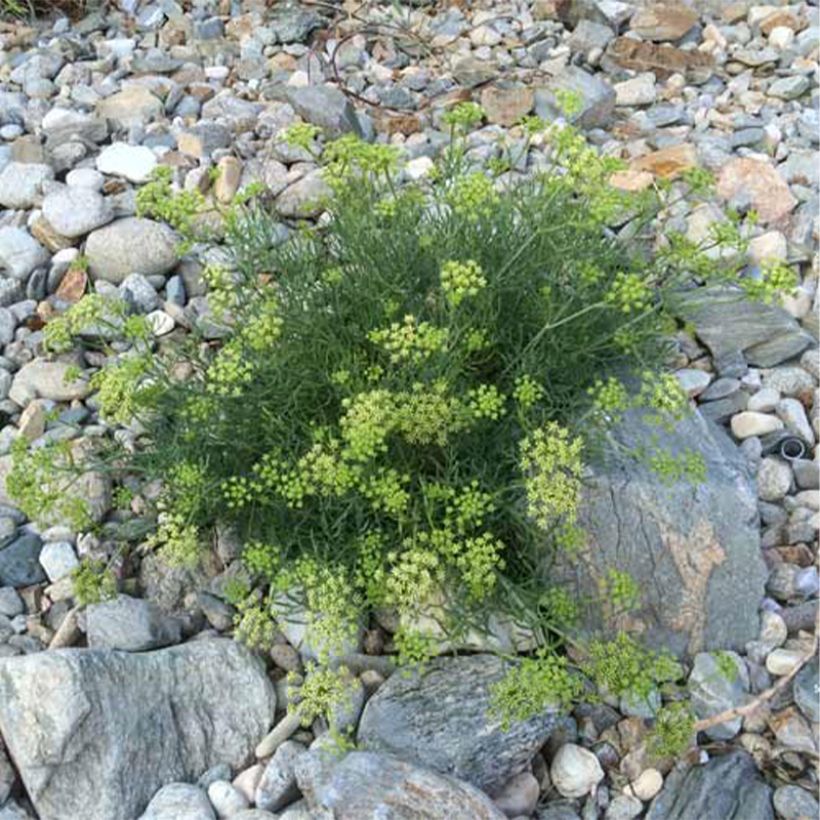 Crithmum maritimum - Finocchio marino (Porto)