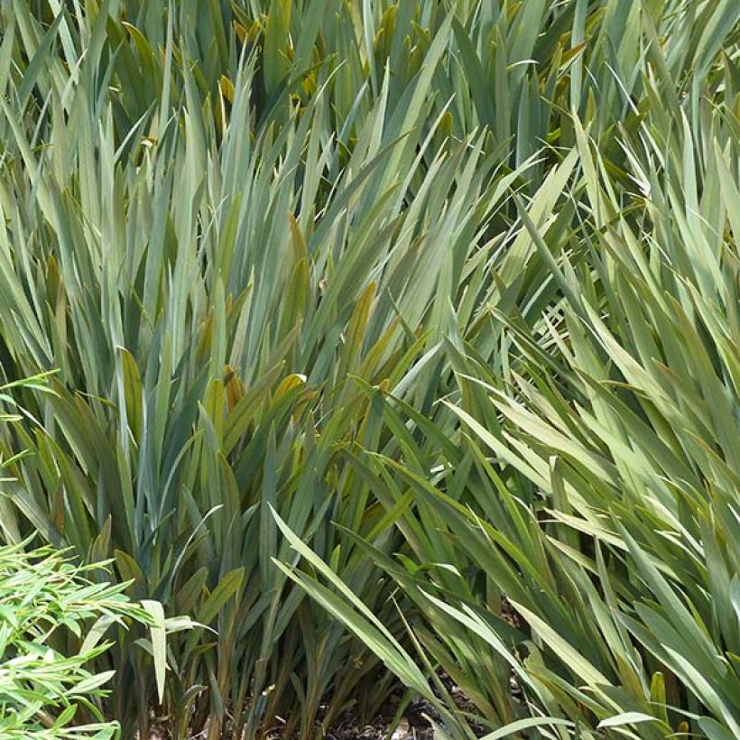 Crocosmia crocosmiiflora Babylon (Fogliame)