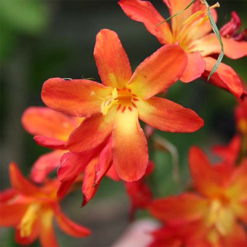 Crocosmia crocosmiiflora Carmine Brillant (Fioritura)