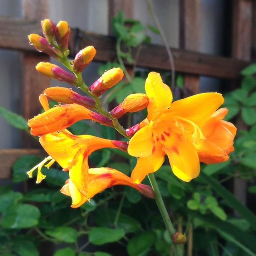 Crocosmia crocosmiiflora Colombus (Fioritura)