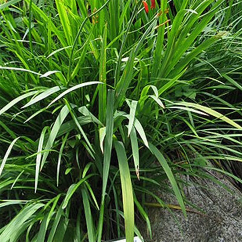 Crocosmia Emberglow - Montbretia rouge orangé (Fogliame)