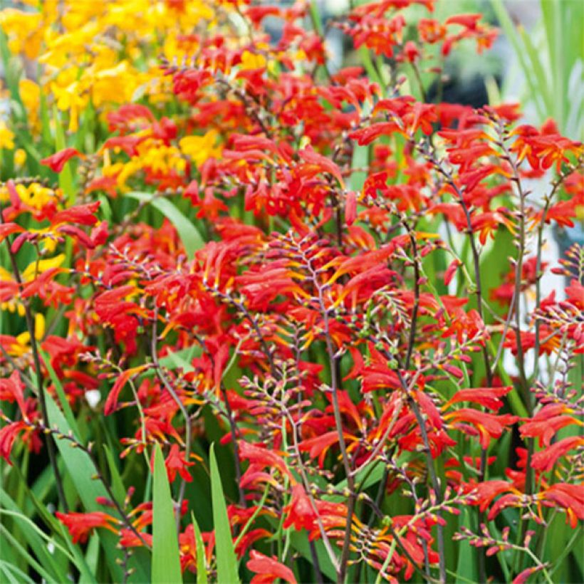 Crocosmia Emberglow - Montbretia rouge orangé (Fioritura)