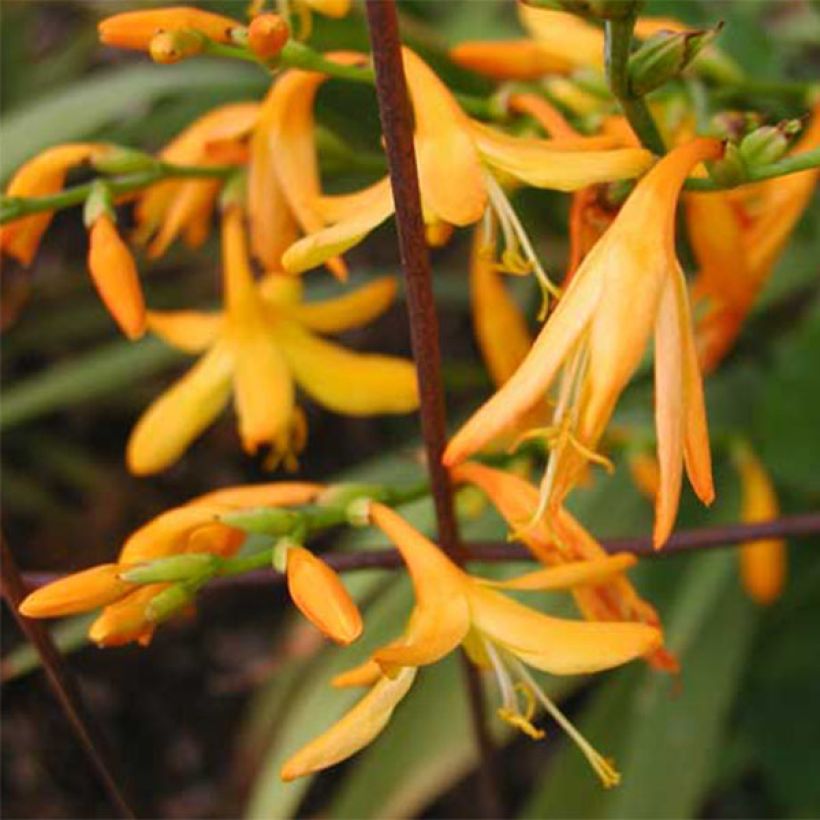 Crocosmia crocosmiiflora George Davison (Fioritura)