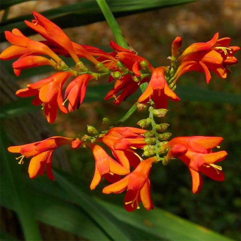 Crocosmia crocosmiiflora Météore (Fioritura)