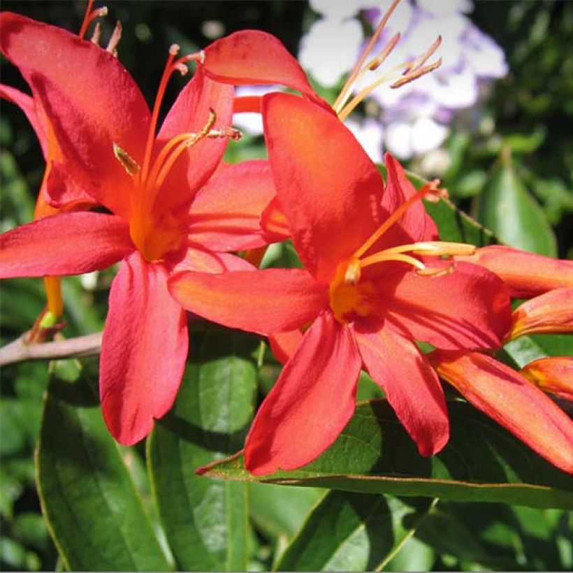 Crocosmia crocosmiiflora Mistral (Fioritura)