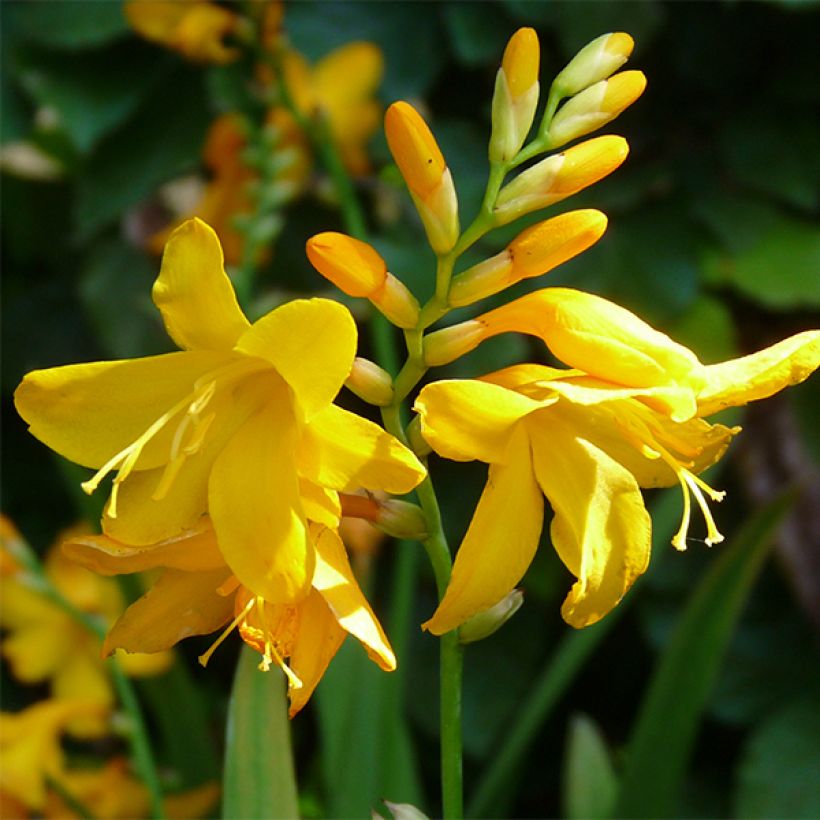 Crocosmia crocosmiiflora Buttercup (Fioritura)