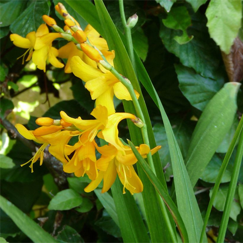 Crocosmia crocosmiiflora Buttercup (Porto)