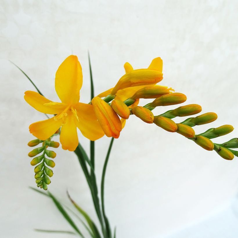 Crocosmia Paul’s Best Yellow (Fioritura)