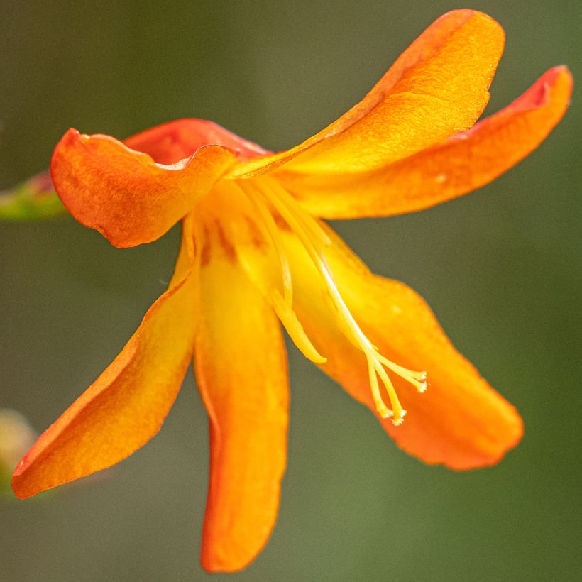 Crocosmia crocosmiiflora Star of the East (Fioritura)