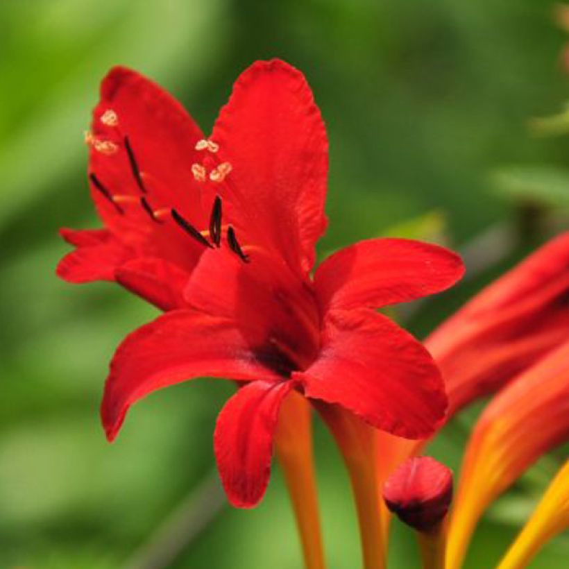 Crocosmia masoniorum (Fioritura)