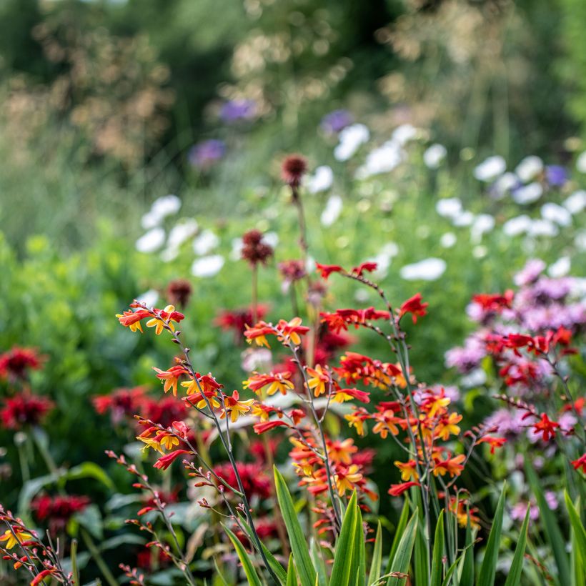 Crocosmia crocosmiflora Fire King (Porto)