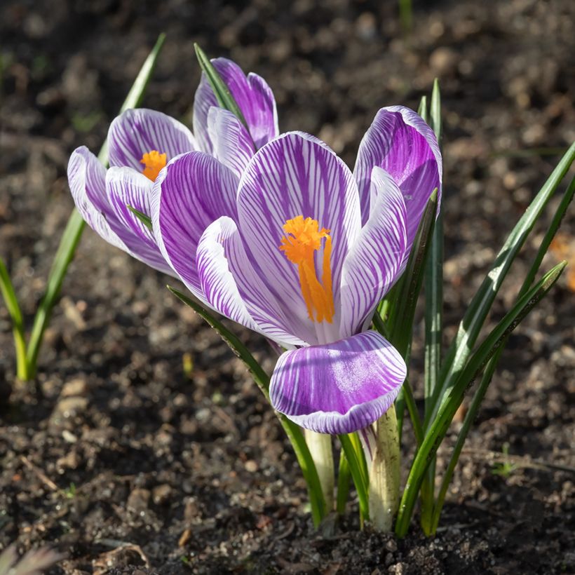 Crocus Pickwick - Croco (Fioritura)