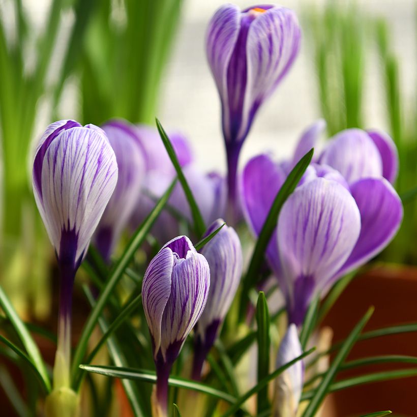 Crocus Pickwick - Croco (Porto)