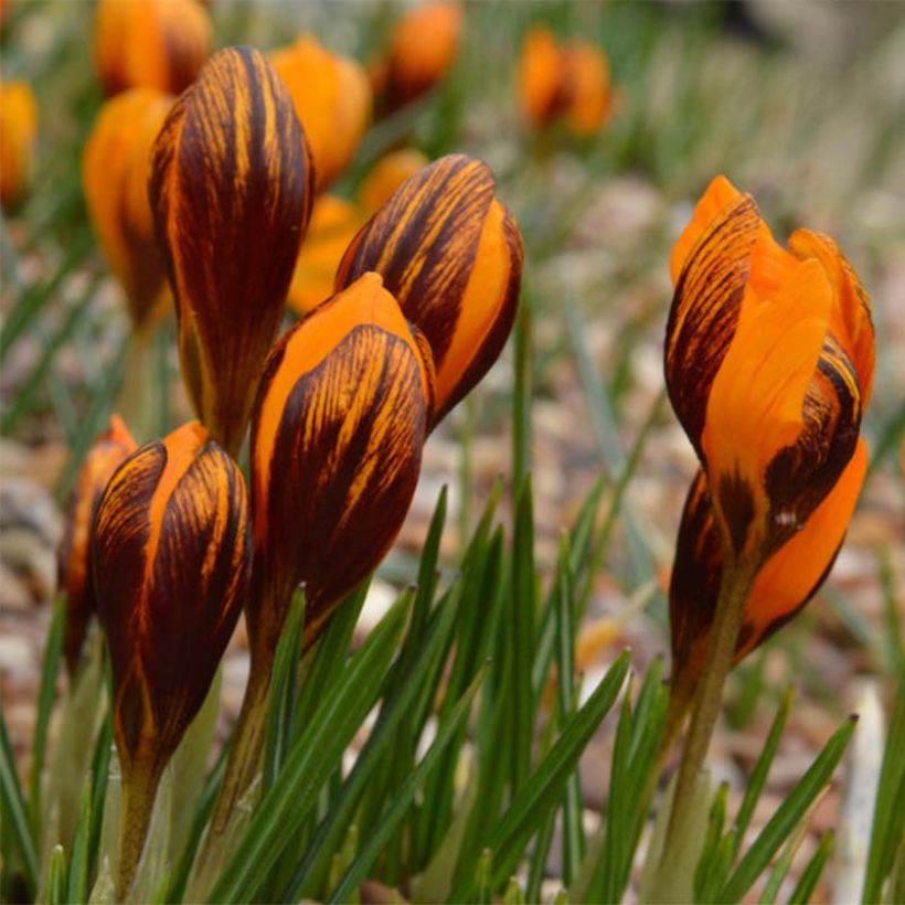 Crocus olivieri subsp. balansae Orange Monarch (Fioritura)