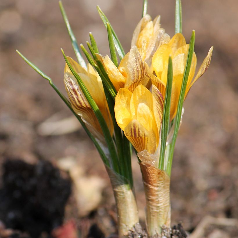 Crocus Stellaris - Croco (Porto)