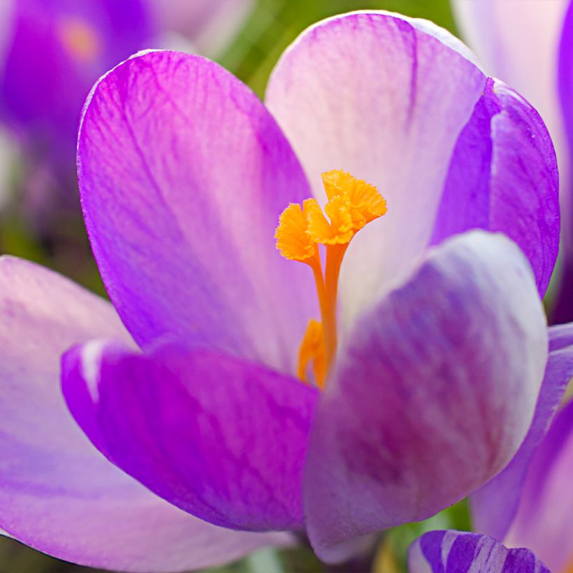 Crocus Vanguard - Croco (Fioritura)