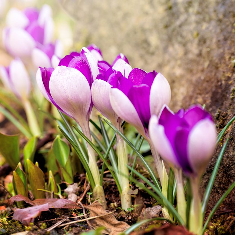 Crocus Yalta - Croco (Porto)