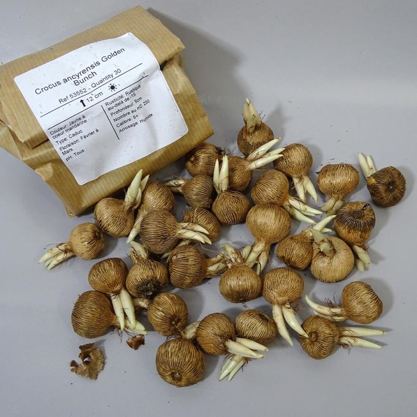 Esempio di esemplare Crocus ancyrensis Golden Bunch Bulbe come consegnato