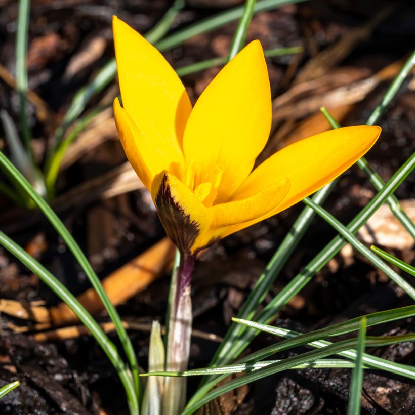 Crocus ancyrensis Golden Bunch (Porto)