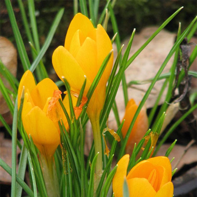 Crocus ancyrensis Golden Bunch (Fioritura)