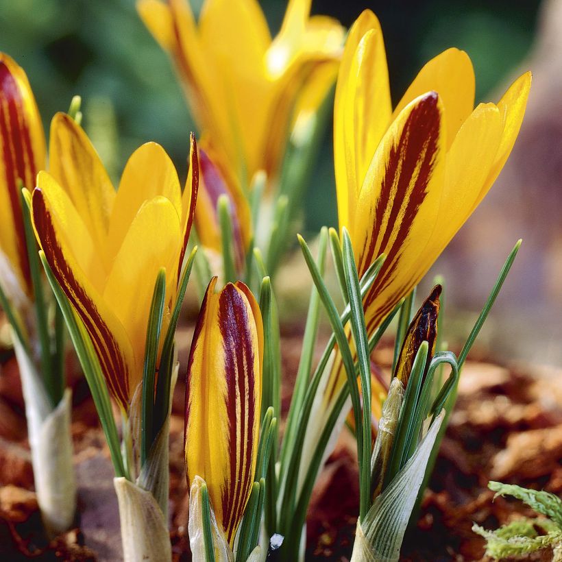 Crocus angustifolius (Fioritura)