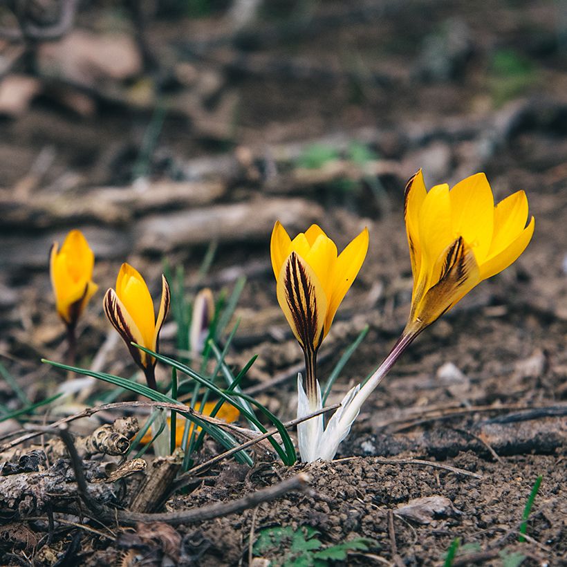 Crocus angustifolius (Porto)