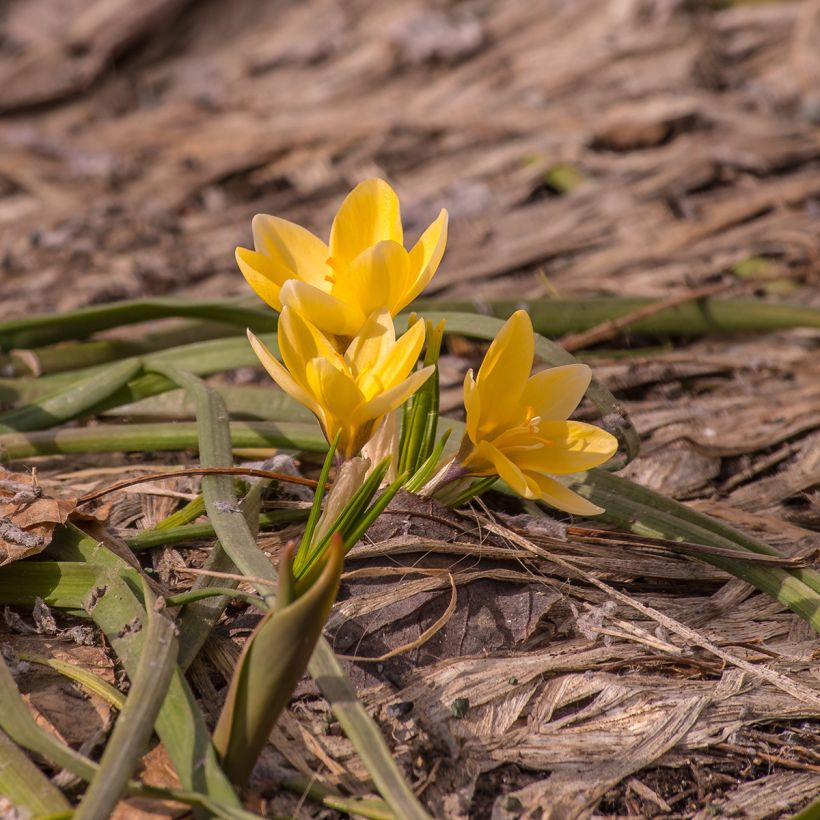 Crocus chrysanthus Advance (Porto)