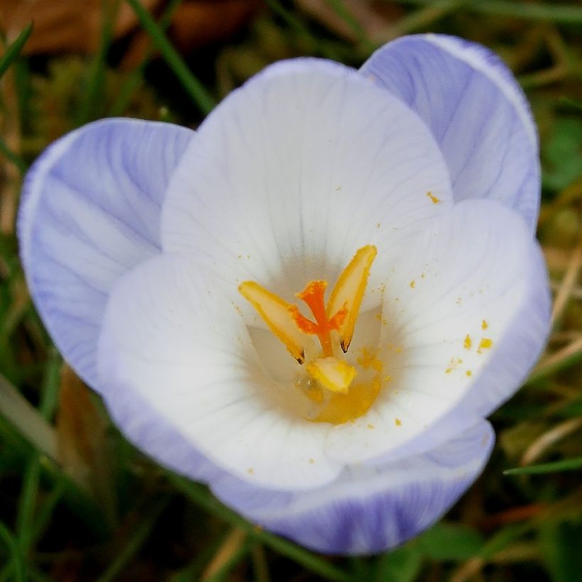 Crocus chrysanthus Blue Marlin (Fioritura)