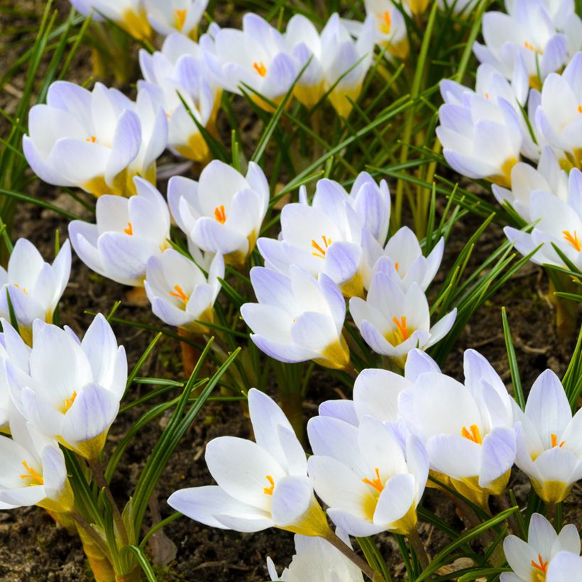 Crocus chrysanthus Blue Pearl (Porto)