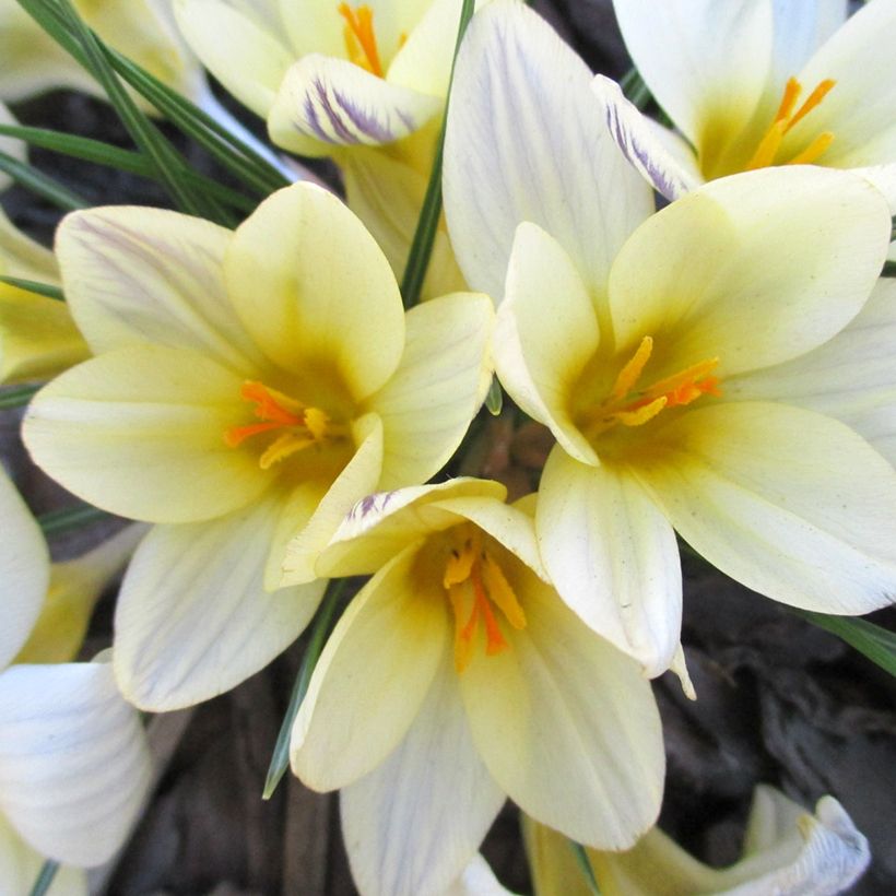 Crocus chrysanthus Cream Beauty (Fioritura)