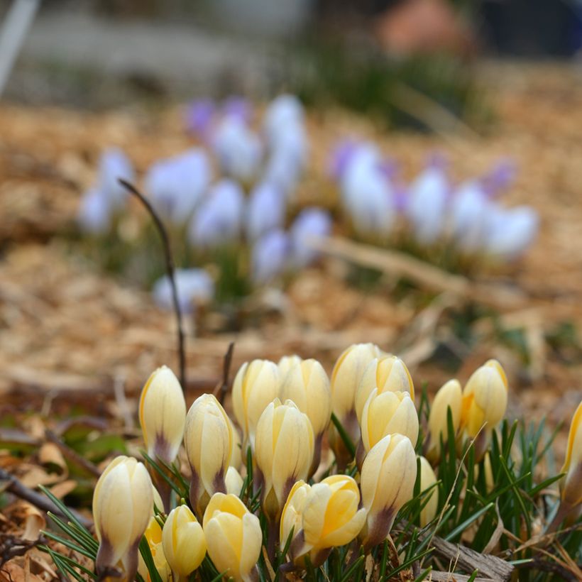 Crocus chrysanthus Cream Beauty (Porto)