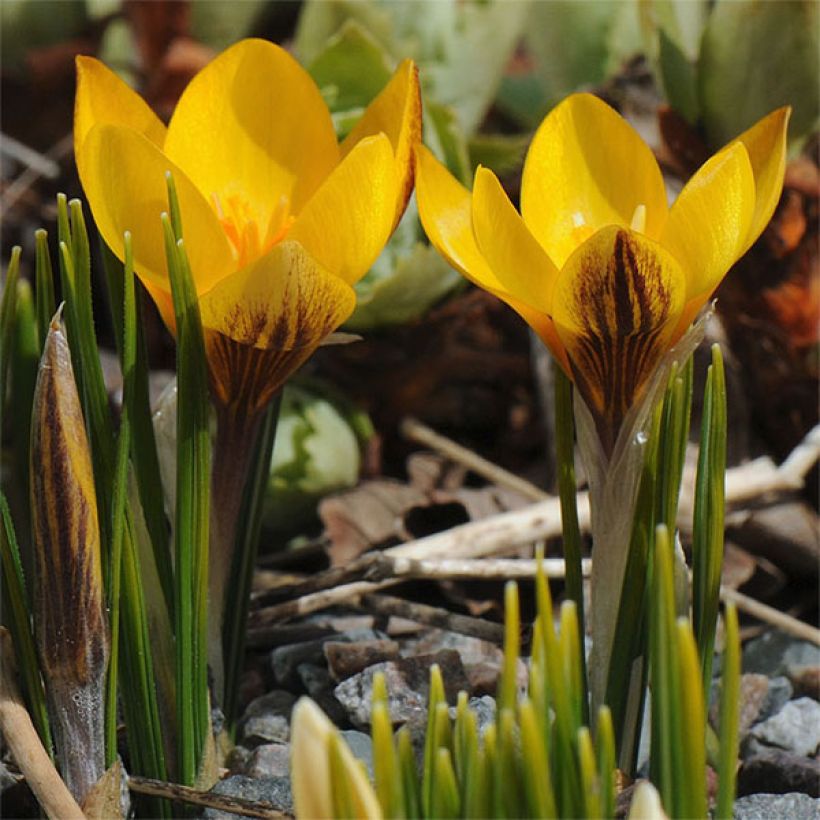 Crocus chrysanthus Fuscotinctus (Fioritura)