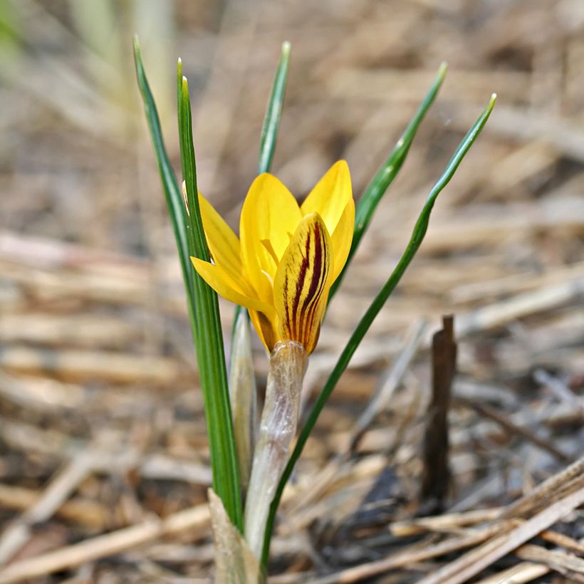 Crocus chrysanthus Fuscotinctus (Porto)