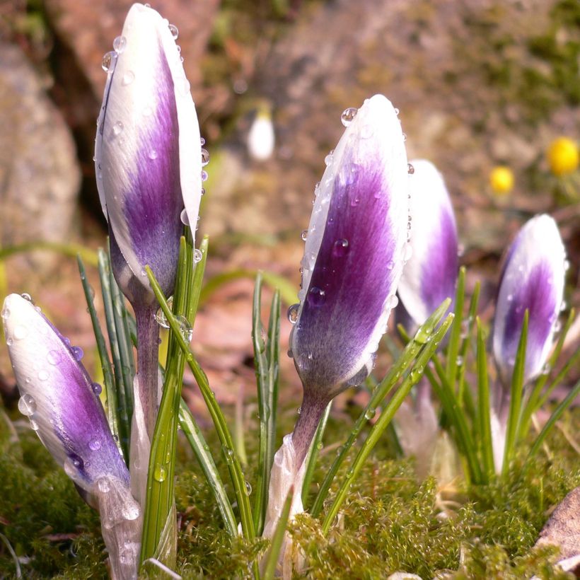 Crocus chrysanthus Ladykiller (Porto)